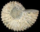Bumpy Douvilleiceras Ammonite - Madagascar #53310-1